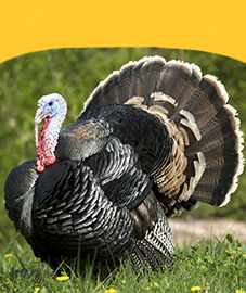 Turkeys
