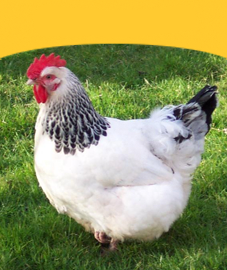 Broilers