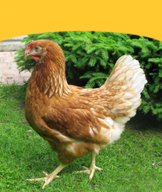 Laying Hens