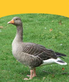 Geese and Ducks
