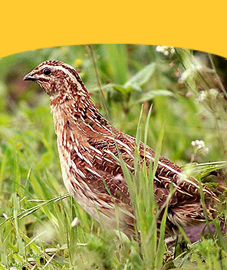 Quails