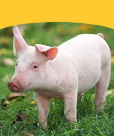 Pigs