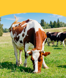 Big Cattle