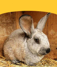 Rabbits