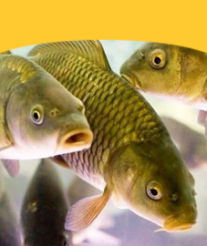 Fish