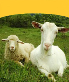 Small Cattle