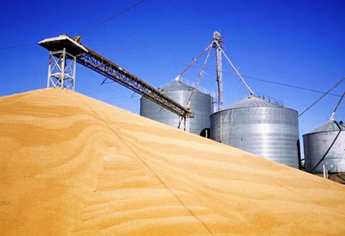 Wheat