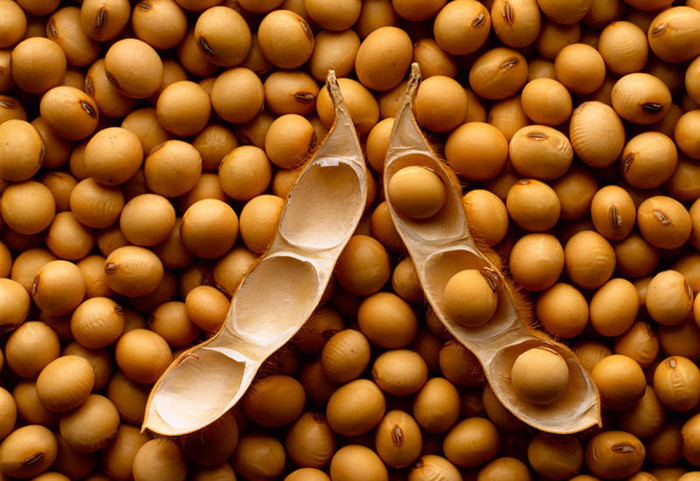 Soy