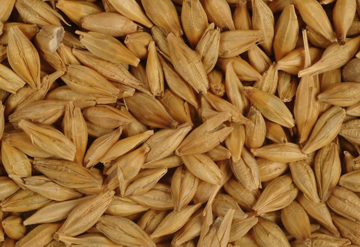 Rye